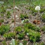 Micranthes rhomboidea Habitat