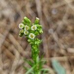 Erigeron canadensisКвітка