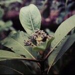 Psychotria leratii ᱛᱟᱦᱮᱸ