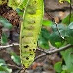 Cercis occidentalis Fruitua