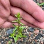 Veronica peregrina Leaf