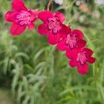 Penstemon barbatusFlor