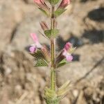 Salvia viridis Other