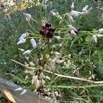 Allium unifolium फूल