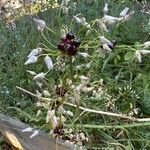 Allium unifolium Blüte
