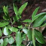 Tachigali paniculata Leaf