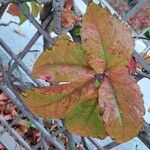 Parthenocissus insertaBlatt