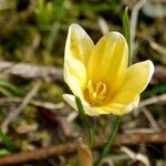 Crocus chrysanthus Flor