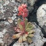 Sedum microstachyumFlor