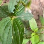 Spigelia anthelmia Leaf