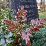 Berberis aquifolium Blatt