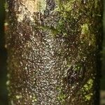 Diospyros cavalcantei 树皮