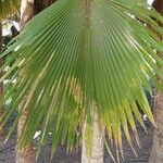 Pritchardia pacifica List