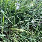 Allium triquetrum Habitat
