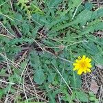 Leontodon tuberosus Flor