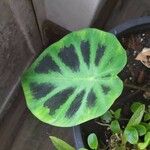 Colocasia affinis Leaf