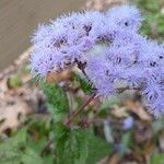 Conoclinium coelestinum Flower