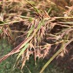 Themeda quadrivalvis Virág