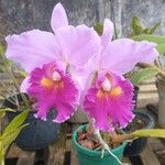 Cattleya trianae Flower