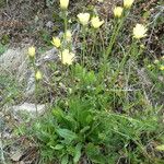 Crepis albida Folla