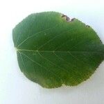 Tilia dasystyla List