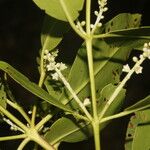 Laguncularia racemosa फल
