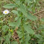 Erigeron speciosus Kabuk
