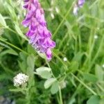 Vicia craccaÕis