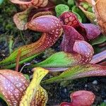 Sarracenia psittacina Yaprak