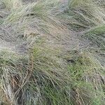 Muhlenbergia capillaris Лист