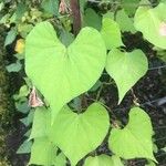 Ipomoea lacunosa Blatt