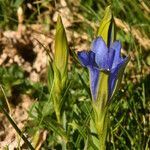 Gentiana pneumonantheVekstform