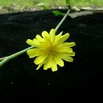 Launaea procumbens Květ