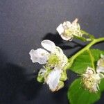 Rubus bertramii Blomma