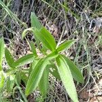 Pterolepis glomerata Leaf