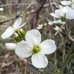 Cardamine pratensisCvet