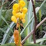 Senna alata Flower