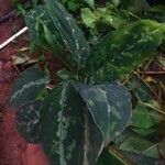 Aglaonema pictum Feuille