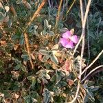 Marcus-kochia littorea Flower