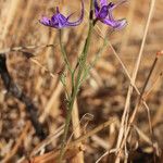 Delphinium pubescens 整株植物