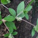 Blepharis maderaspatensis Leaf