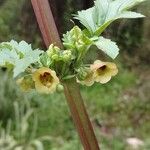 Scrophularia trifoliata Fula