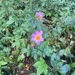 Dahlia tenuicaulis 花