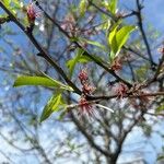 Prunus persicaЦветок