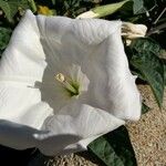 Datura wrightiiŽiedas