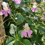 Impatiens balfourii Хабит