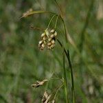 Carex capillaris Kvet