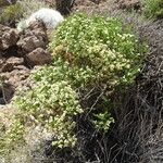 Baccharis boliviensis Агульны выгляд