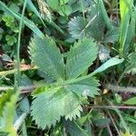 Potentilla canadensis Hoja