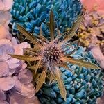 Eryngium planum Fiore